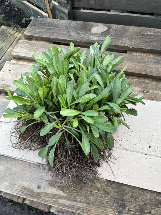 Ромашка Королівська великоквіткова