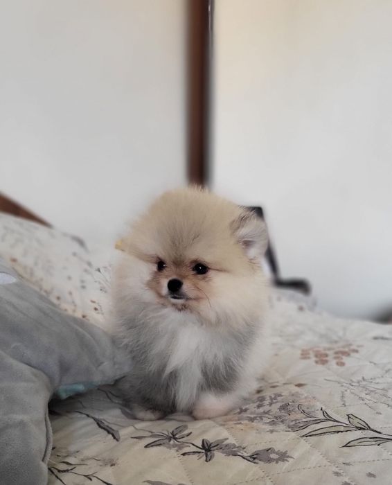 Szpic miniaturowy