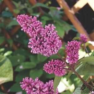 P11 Lilak Josiki Syringa Josikaea HURT DETAL Dostawa