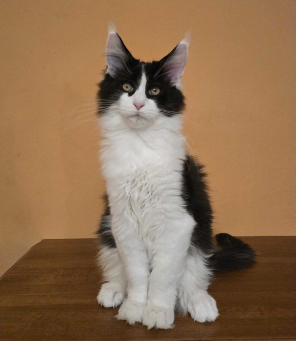 Czarno biały kocurek Maine Coon