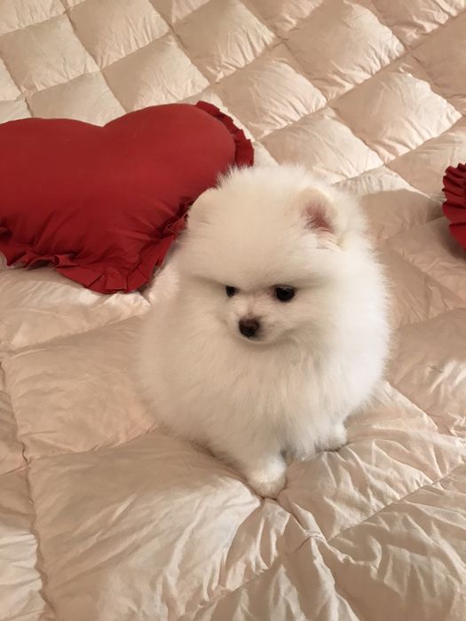 Щенок шпица девочка