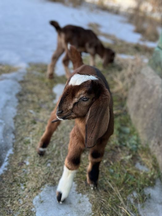 Козенята. Англо-нубійські кізки