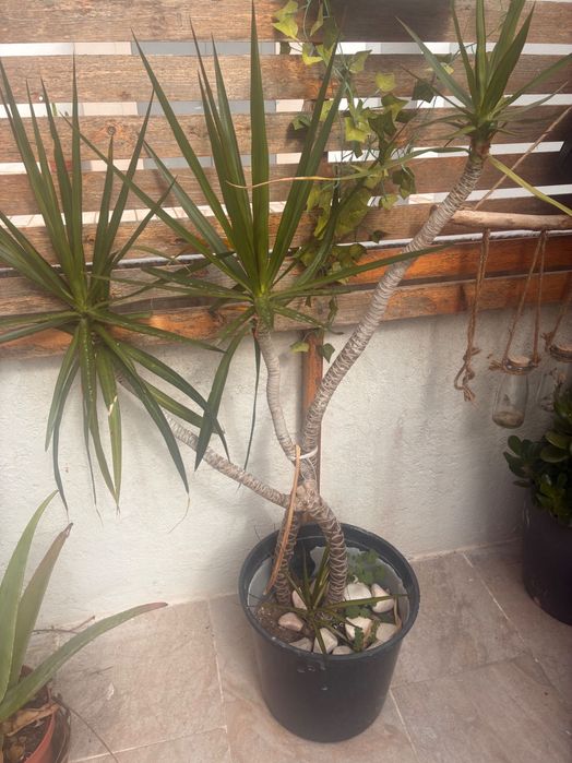 Planta Yucca 110cm