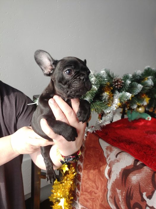 Щенята Французького  бульдога