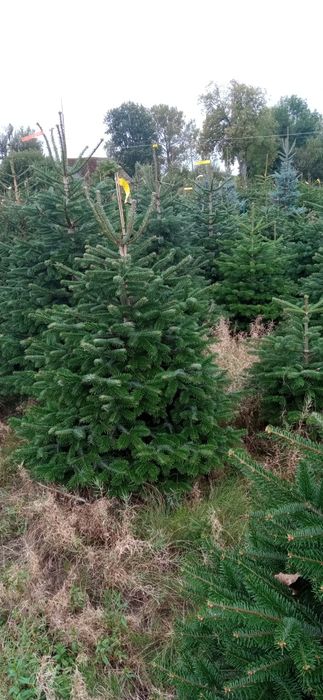 Choinki jodła kaukaska gałęzie