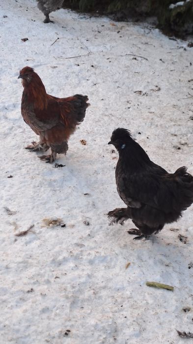 Sprzedam koguty silki