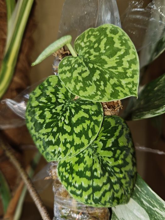 scindapsus snake scale, сциндапсус