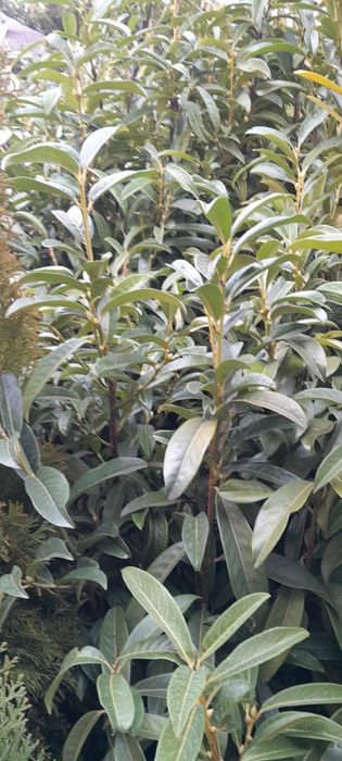 Laurowiśnia 120-150cm ukorzenione, donica