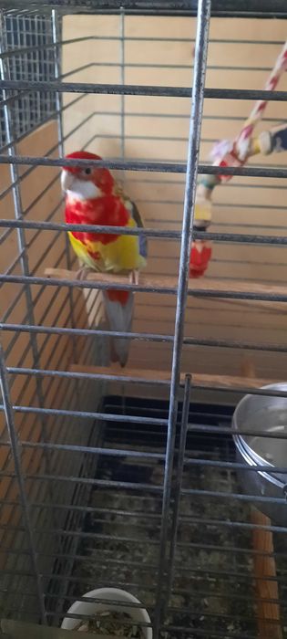 rosela macho manso a cantar