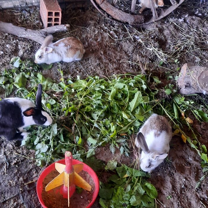 Galos caseiros, coelhos