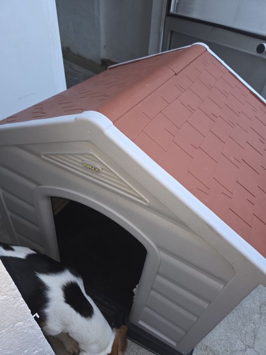 Casota kasa cães porte médio.