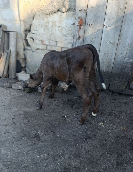 Продам теличку місячну