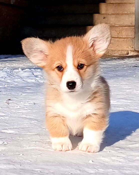 Красуня коргі пемброк