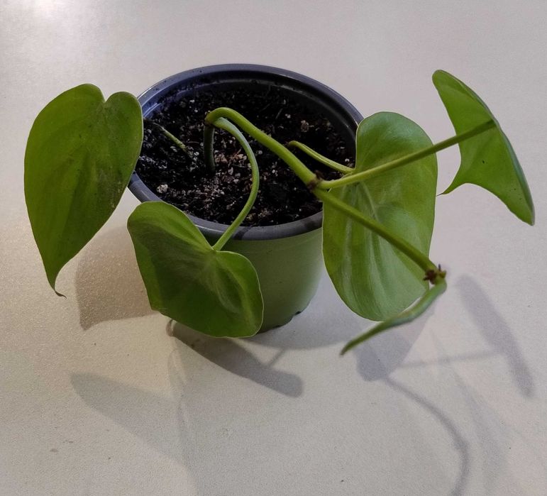 Филодендрон Бразилия, Филодендрон Лемон Лайм