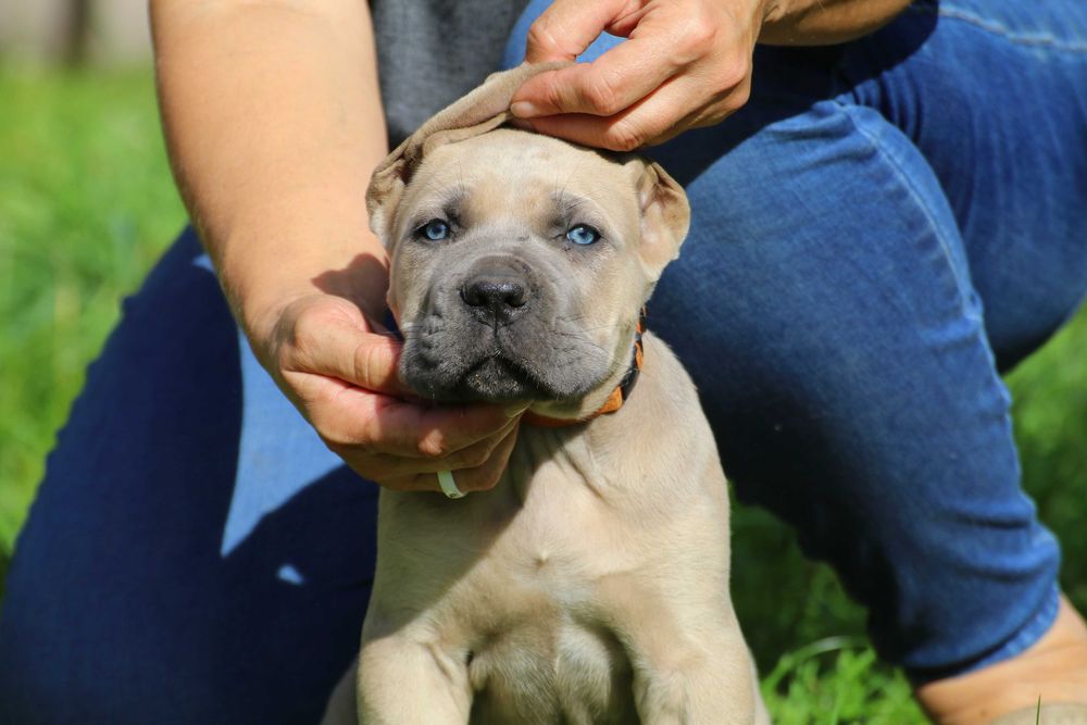 Suczka Formentino Cane Corso FCI