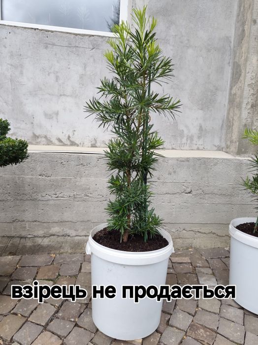 Подокарпус, сосна Будди
