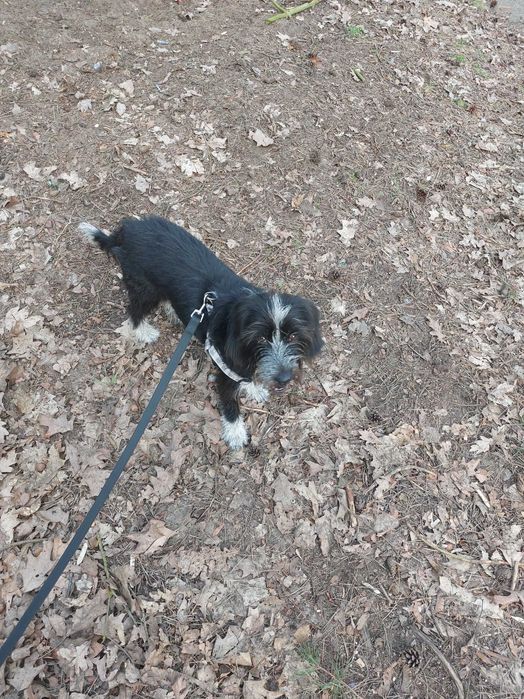 Oddam Roxi w dobre ręce