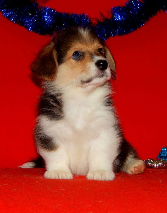 Триколор Вельш Корги Пемброк