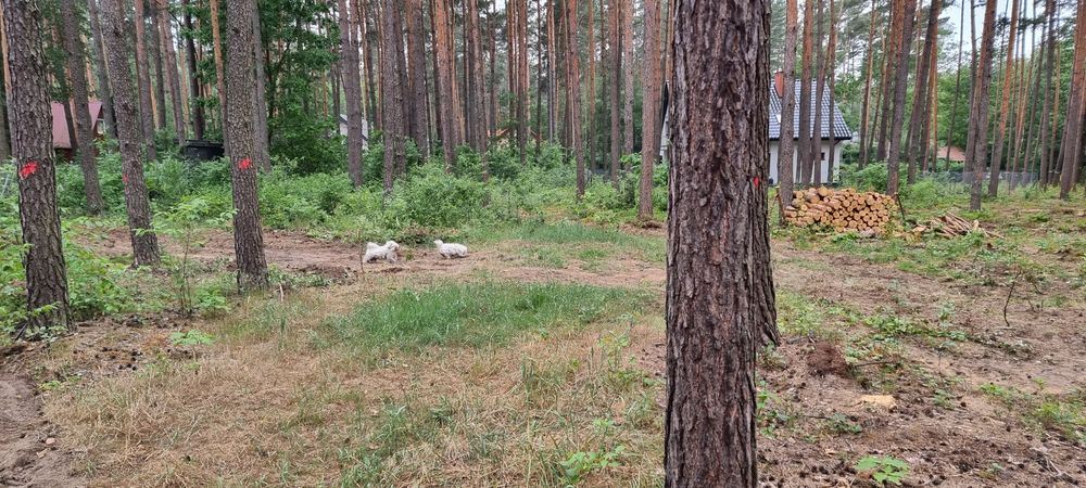 Wycinką ,przygotowanie terenu,karczowanie,mulczer ,koparka.