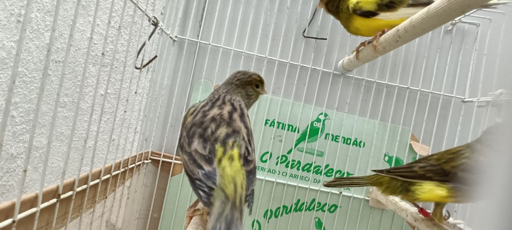 Canários timbrados espanhol