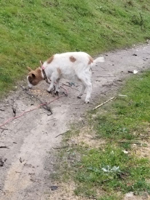 Vendo cabra fêmea de raça com 6 meses da para crianças .