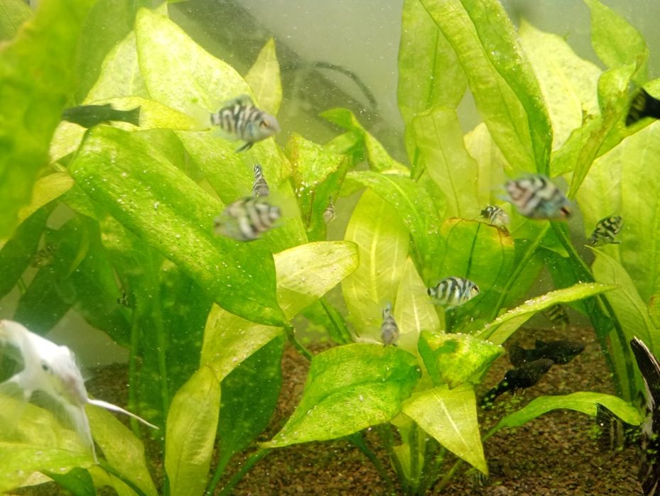 Pielęgnica papudzia blue tiger