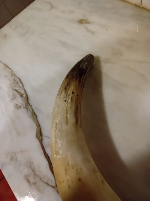 Chifre Decorativo e Dente de Javali