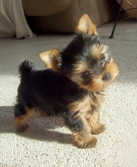 Продаж цуценят йорка