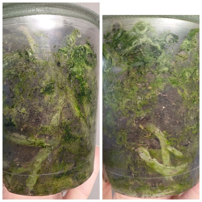 Орхідея метелик Грація