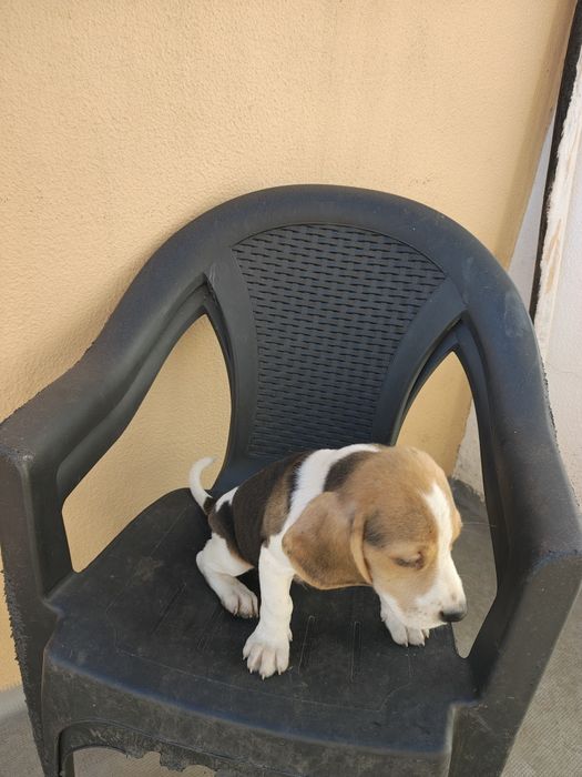 Beagle macho puro