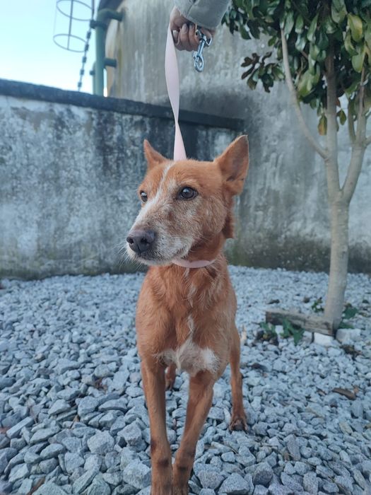 Caozinho com 5 aninhos para adopção