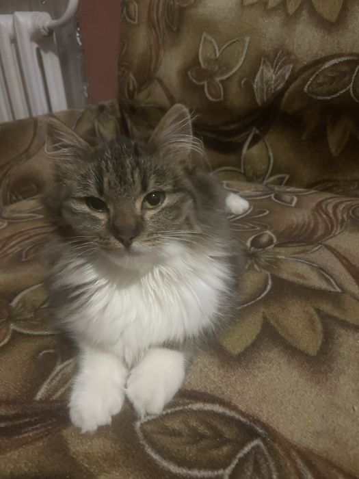 Кішечка киця котик
