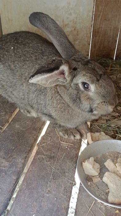 Різноманітність кролів