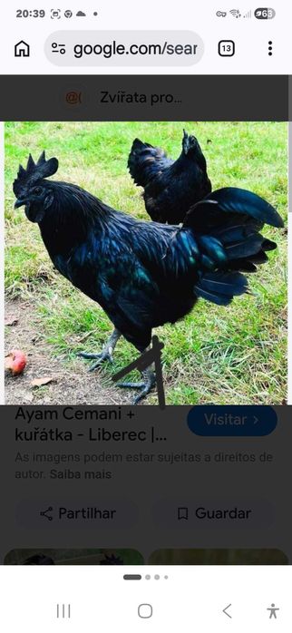 Ovos de Galinha Ayam Cemani