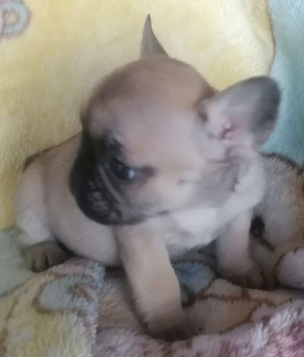 Bulldog francês faune  Miniatura