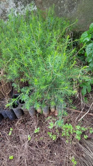 Plantas para sebes e outras
