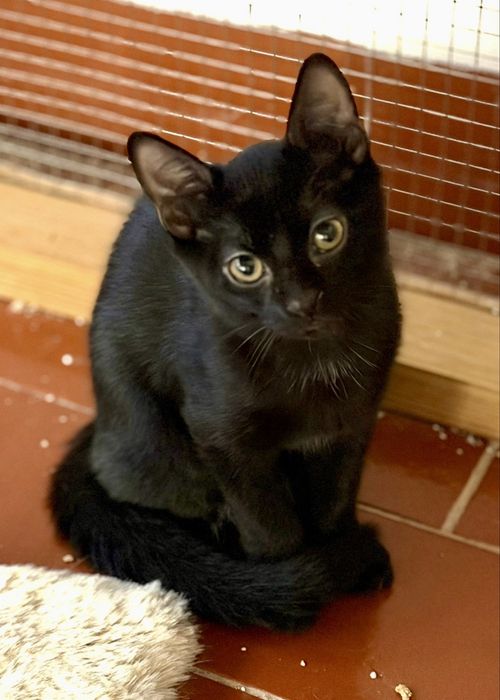 Gato bebé para adoção responsável