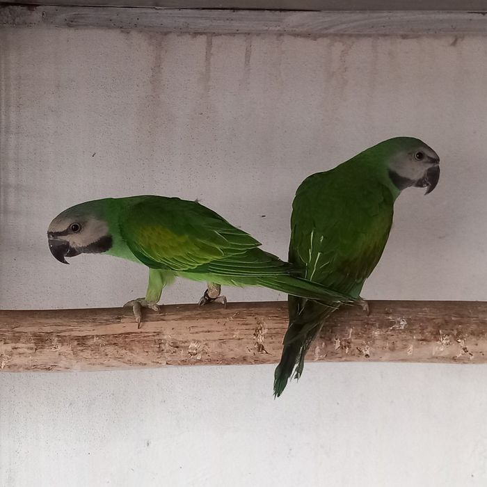 Roselas / Mustaches / Senegais