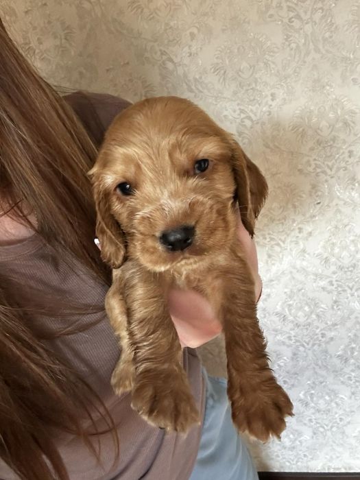 Англійський кокер спаніель