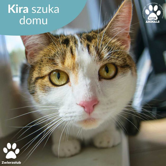 Kochana, spokojna kotka Kira do adopcji!
