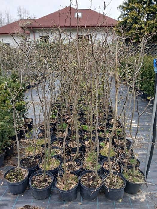 Grab pospolity  wys ok 140 cm cena 40 zł