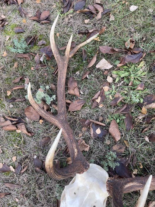 Trofeum wieniec jelenia 12-stak nieregularny poroże łoś nr 6