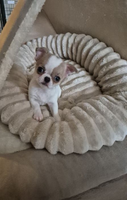 Chihuahua krótkowłosa mini suczka