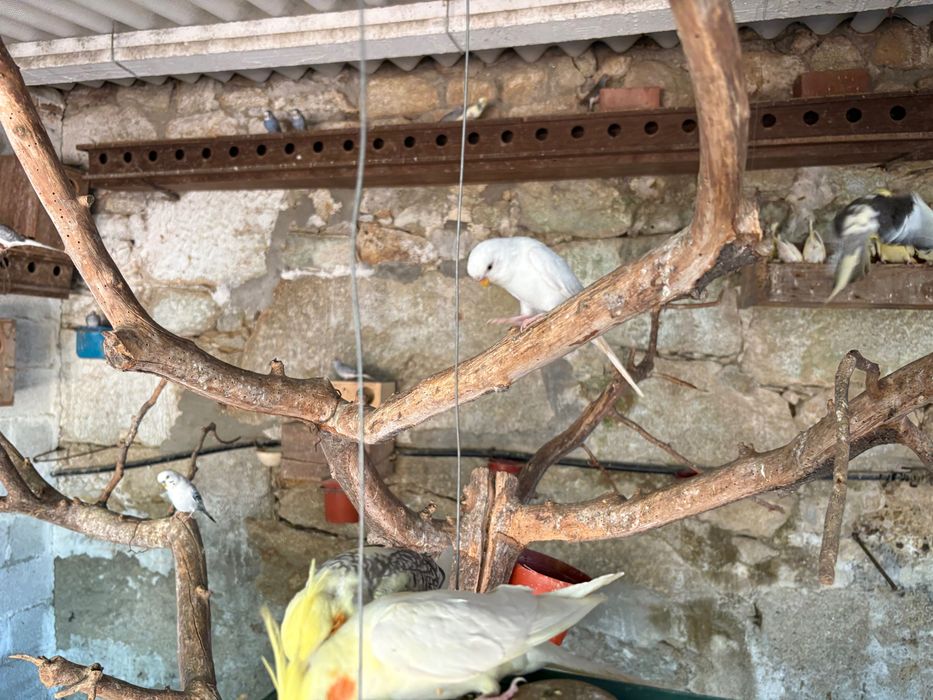 Vendo Caturras, periquitos e rolas diamante