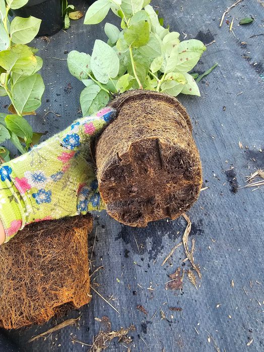 Borówka Amerykańska! Sadzonki Borówki! 2,5 LETNIE! z CAC! Wiele odmian