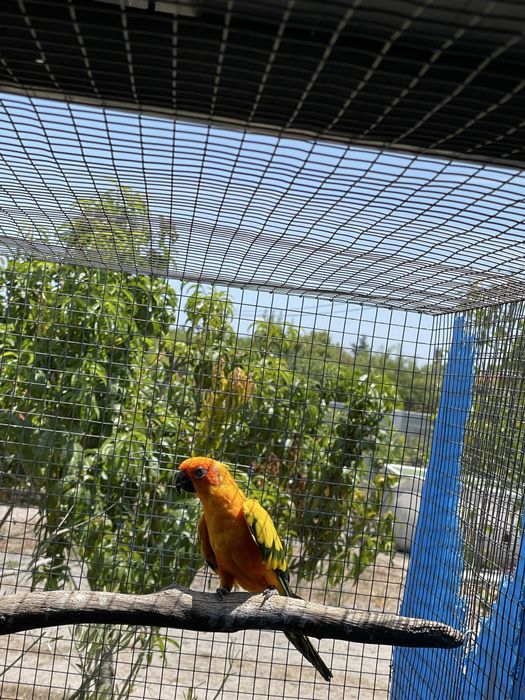 Aratinga   Sol
