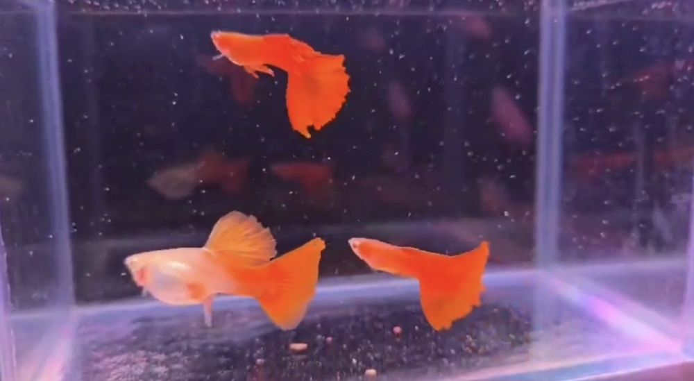 Гуппи много чистых линии