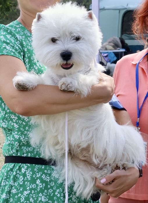 Вест хайленд уайт терьер