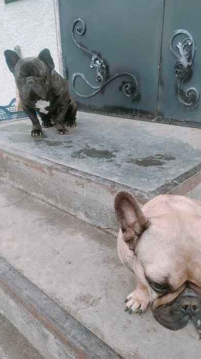 Французький бульдог в'язка