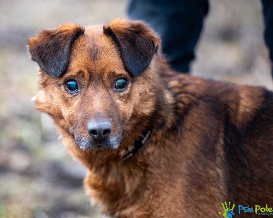 Kochany MAJOR szuka domu na zawsze!